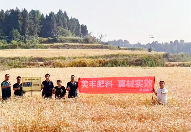 夏攻行动：英国伟德国际官网方案助力小麦增收