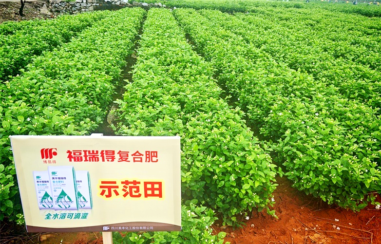 夏攻行动：英国伟德国际官网肥绽放在茉莉飘香处