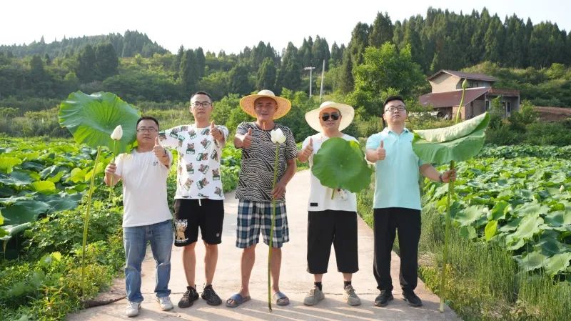 英国伟德国际官网“组合拳”打出莲藕好长势高产量