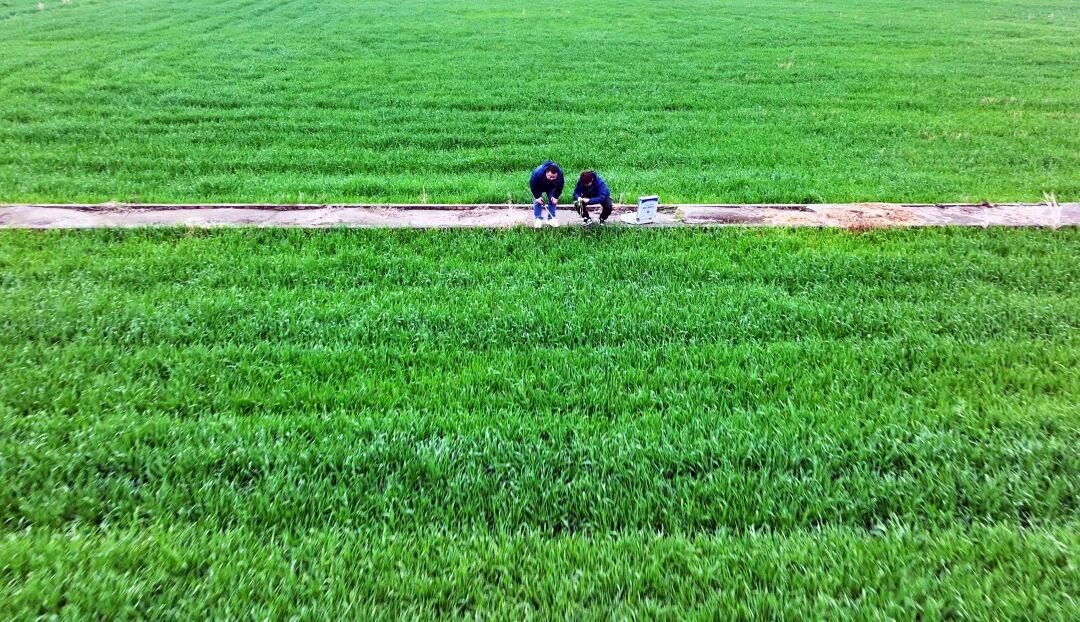 四川农村日报：小麦“身强体健”过寒冬